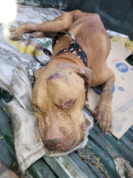 Maltrato animal: un hombre fue detenido en Clorinda por matar a su perro |  GuauFormosa