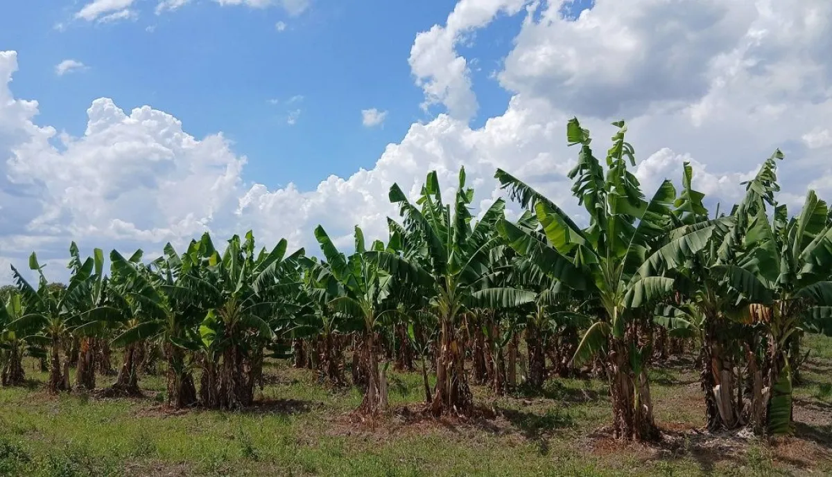 Productores denuncian abandono estatal ante el deterioro de la producción  bananera formoseña | GuauFormosa